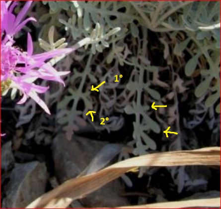 Centaurea cineraria subsp. cineraria